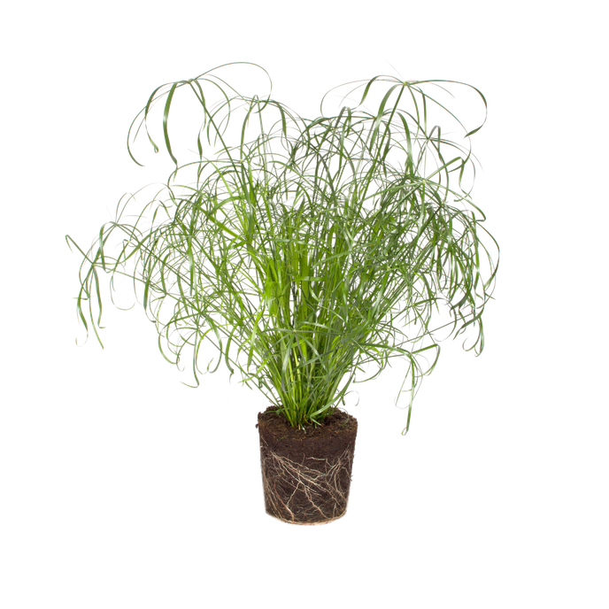 Cyperus alternifolius